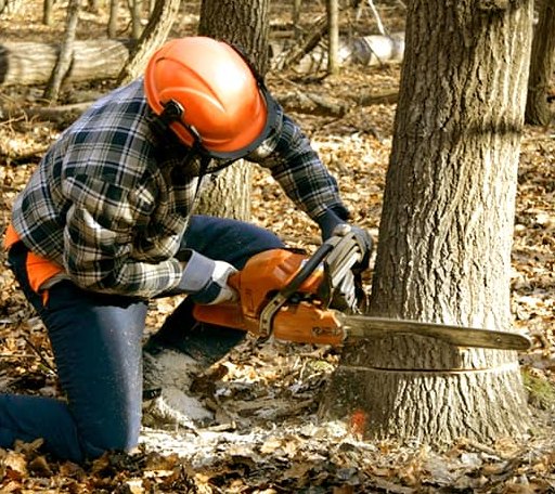Tree Removal in Pierron, IL